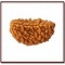 Rudraksha