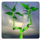 Feng Shui Tips On Fame