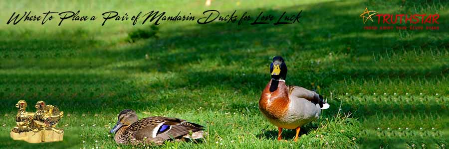 Mandarin-Ducks-for-Love-Luck-Banner